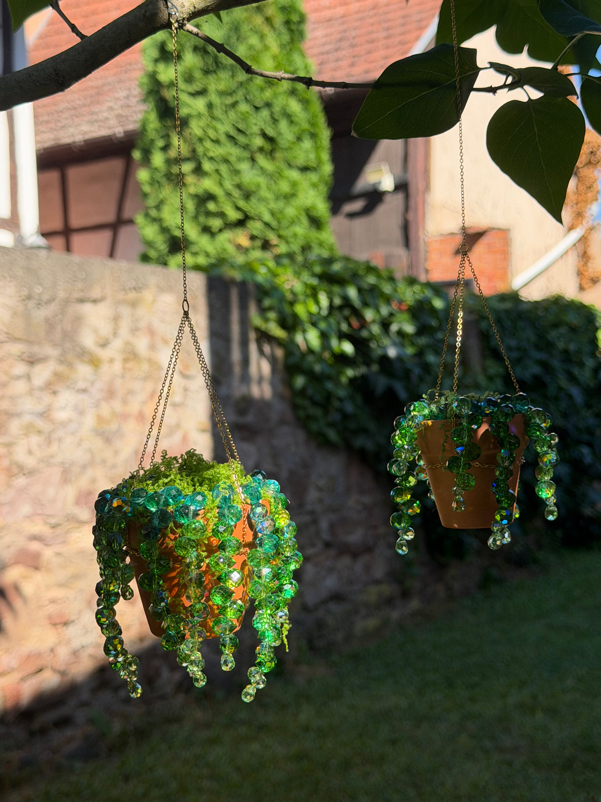 🪴 Les plantes